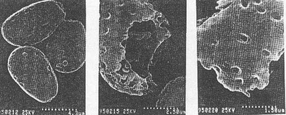 release spore from broken shells, picture taken under microscope