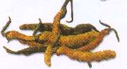 Cordyceps - fungi