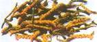 Cordyceps - fungi