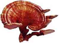 lizhi - Ganoderma